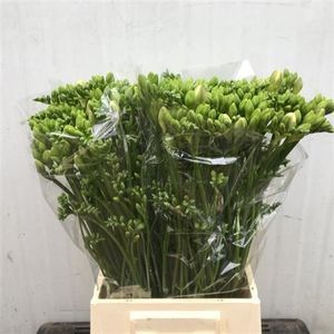 FREESIA EMPIRE blanc cass